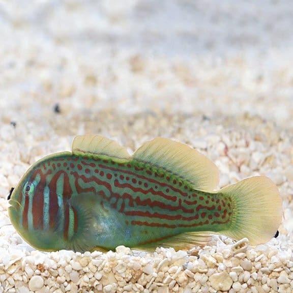 Bob Si Ikan Goby yang Galak